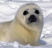 Top 10 cutest marine animals