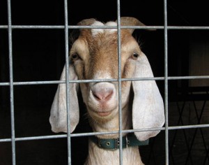 Goat detained for Armed Robbery
